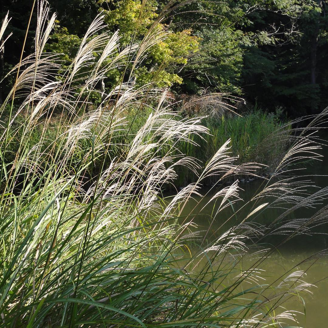 Image for Bunny Wildlife in Yoyogi Park